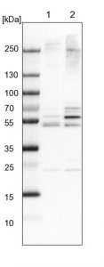 Anti-WDR12 antibody produced in rabbit 