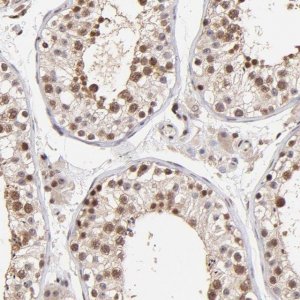 Anti-WDR25 antibody produced in rabbit HPA003113-100UL