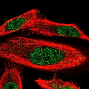 Anti-WDR25 antibody produced in rabbit HPA003113-100UL