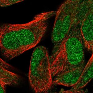Anti-WDR26 antibody produced in rabbit HPA061094-100UL
