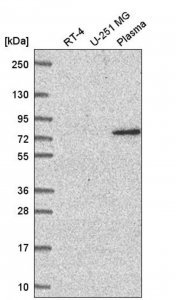 Anti-WDR26 antibody produced in rabbit HPA061094-100UL