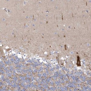 Anti-WDR27 antibody produced in rabbit 