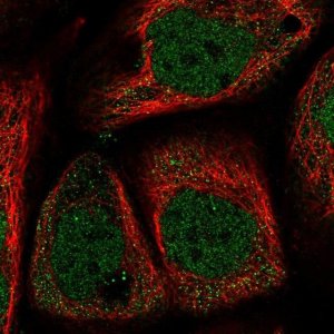 Anti-WDR27 antibody produced in rabbit 