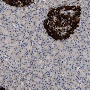 Anti-WDR31 antibody produced in rabbit 