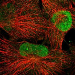 Anti-WDR33 antibody produced in rabbit 