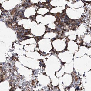 Anti-WDR36 antibody produced in rabbit 