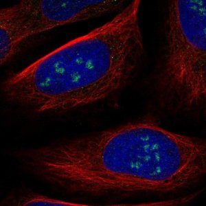 Anti-WDR36 antibody produced in rabbit 
