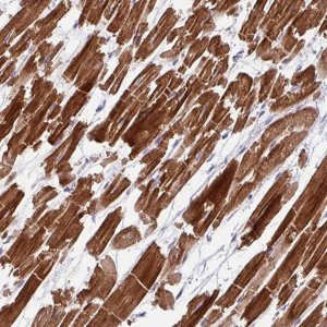 Anti-WDR38 antibody produced in rabbit 