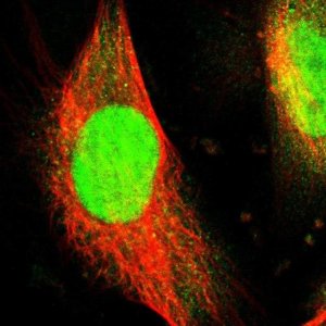 Anti-WDR4 antibody produced in rabbit 