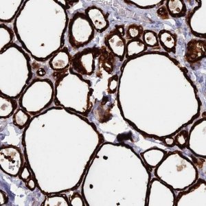 Anti-WDR46 antibody produced in rabbit 