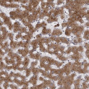 Anti-WDR47 antibody produced in rabbit 