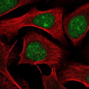 Anti-WDR55 antibody produced in rabbit 
