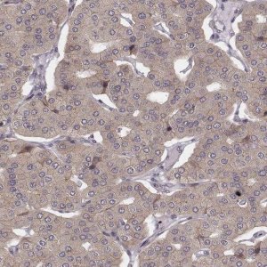 Anti-WDR59 antibody produced in rabbit HPA048218-100UL