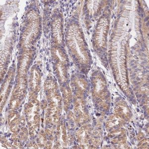 Anti-WDR5B antibody produced in rabbit 