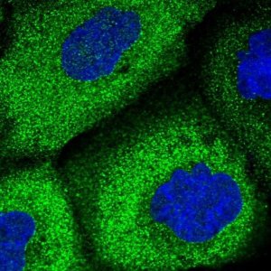 Anti-WDR6 antibody produced in rabbit 