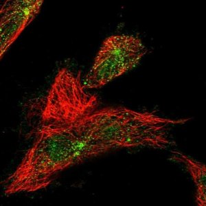 Anti-WDR60 antibody produced in rabbit 