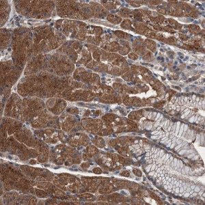 Anti-WDR66 antibody produced in rabbit 