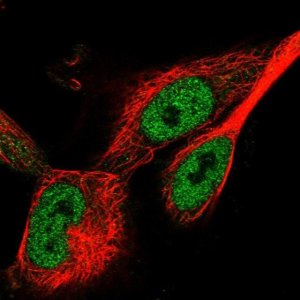Anti-WDR75 antibody produced in rabbit 