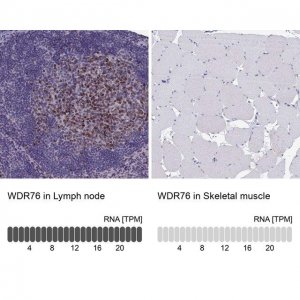 Anti-WDR76 antibody produced in rabbit 