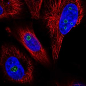 Anti-WDR82 antibody produced in rabbit 