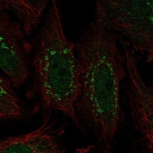 Anti-WDR88 antibody produced in rabbit 