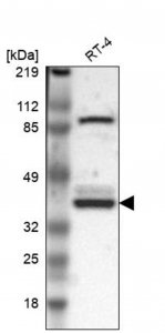 Anti-WDR89 antibody produced in rabbit HPA000813-100UL