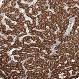 Anti-WDR91 antibody produced in rabbit 