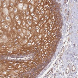 Anti-WDR93 antibody produced in rabbit 