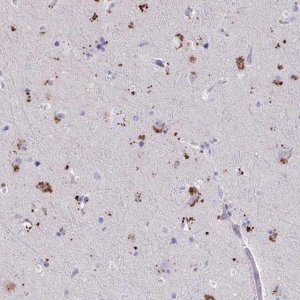 Anti-WDR97 antibody produced in rabbit 