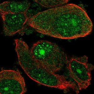 Anti-WDSUB1 antibody produced in rabbit 