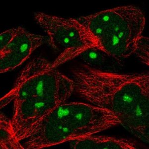Anti-WEE1 antibody produced in rabbit 