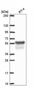 Anti-WEE1 antibody produced in rabbit 
