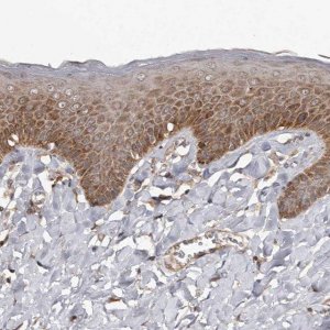 Anti-WEE2 antibody produced in rabbit 