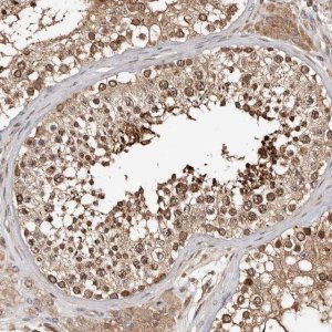 Anti-WEE2 antibody produced in rabbit 
