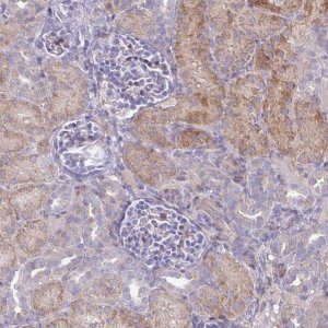 Anti-WFIKKN1 antibody produced in rabbit 