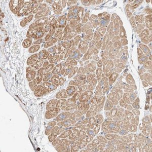 Anti-WFS1 antibody produced in rabbit 