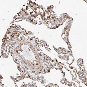 Anti-WFS1 antibody produced in rabbit 