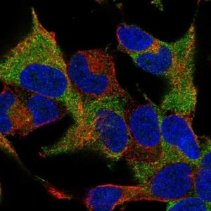 Anti-WIPF1 antibody produced in rabbit 