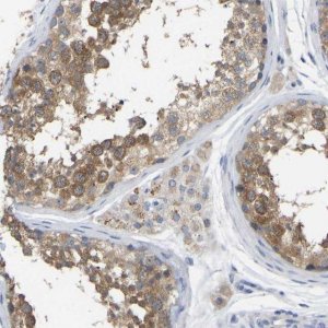 Anti-WIPI2 antibody produced in rabbit 