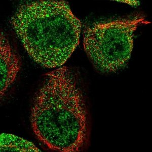 Anti-WIPI2 antibody produced in rabbit 