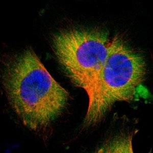 Anti-WISP1 antibody produced in rabbit 