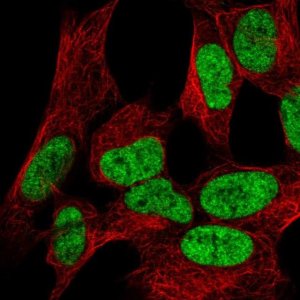 Anti-WIZ antibody produced in rabbit HPA023774-100UL