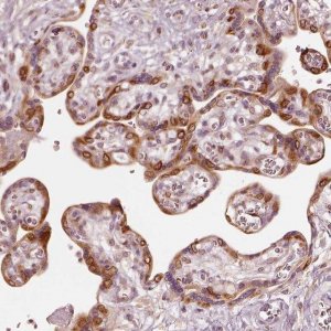 Anti-WLS antibody produced in rabbit HPA069520-100UL