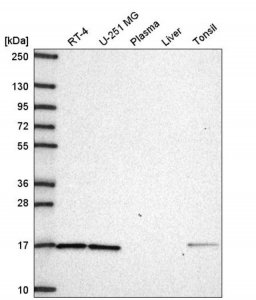 Anti-WLS antibody produced in rabbit HPA069520-100UL