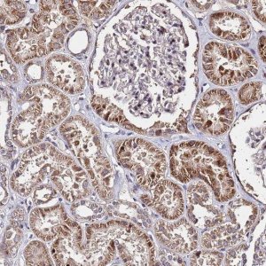 Anti-WNK4 antibody produced in rabbit 