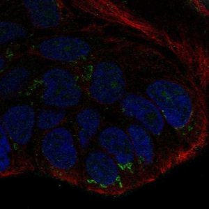 Anti-WNT10B antibody produced in rabbit 