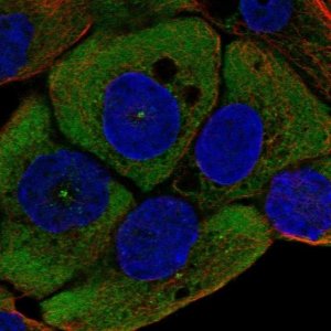 Anti-WNT11 antibody produced in rabbit 