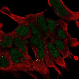 Anti-WNT2B antibody produced in rabbit 