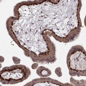 Anti-WNT6 antibody produced in rabbit 