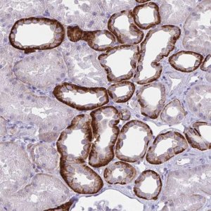 Anti-WNT9B antibody produced in rabbit 